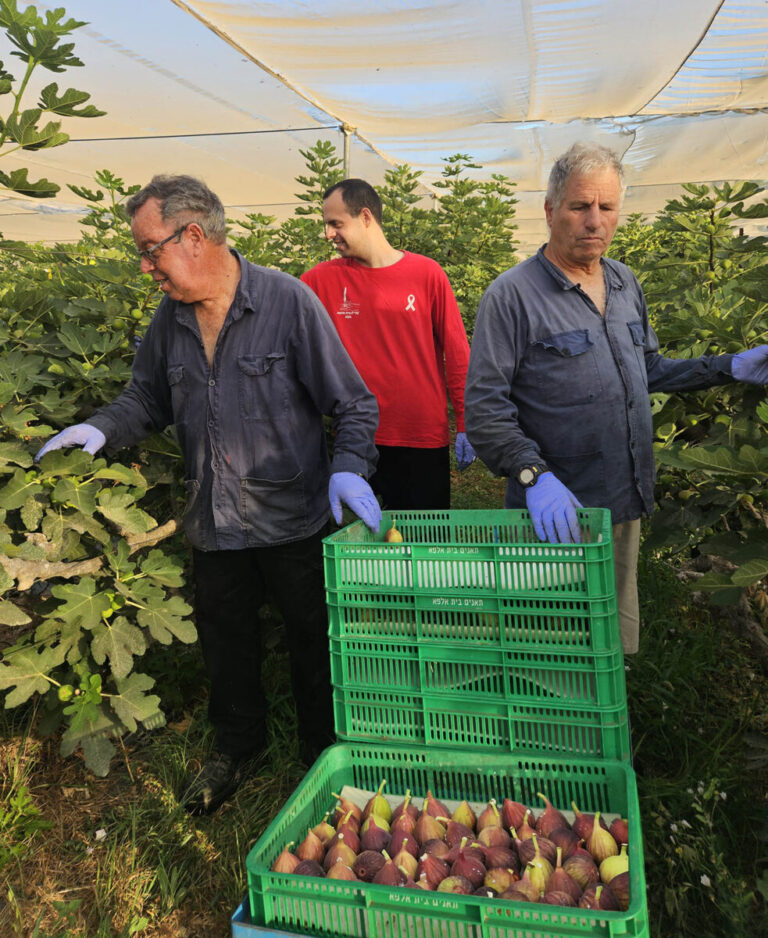 Fig1