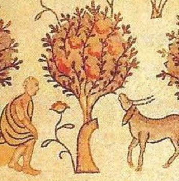 עצים מורכבים